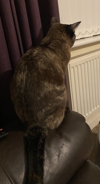Tell me about your cats weird quirks *light hearted*