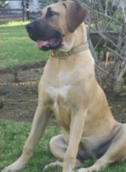 Presa Canario dog 