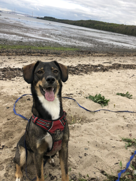 Can we share dog pictures?