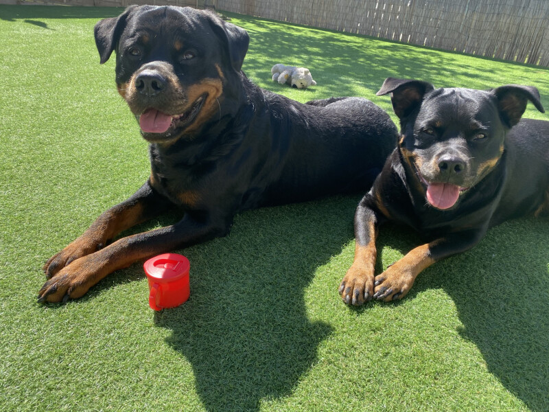 Can we share dog pictures?