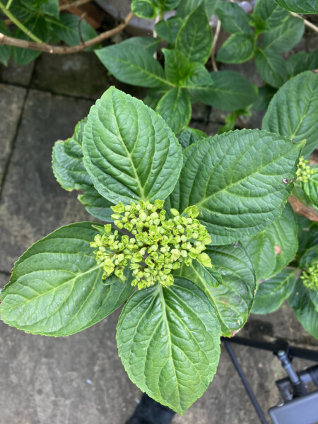Hydrangea advice please