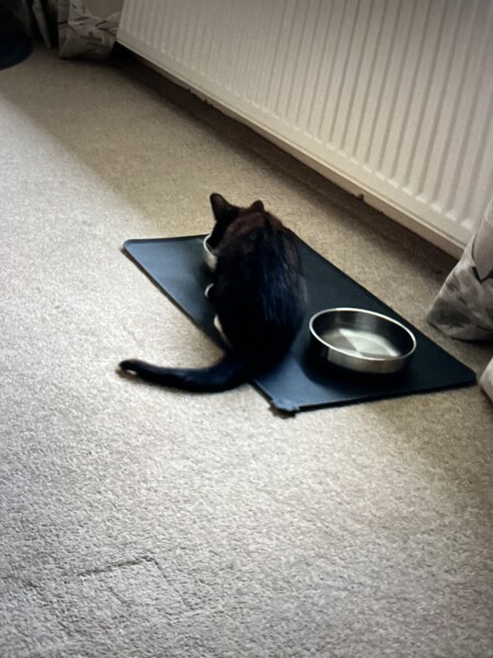New kitten hiding - am I doing this all wrong?