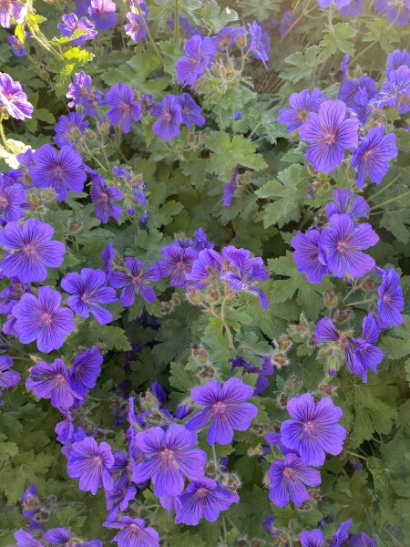 What plant is this please?