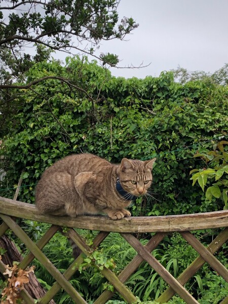 Kitten crossing road - will he get bored? (pic included)