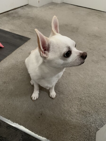 To think chihuahuas are the best dog?