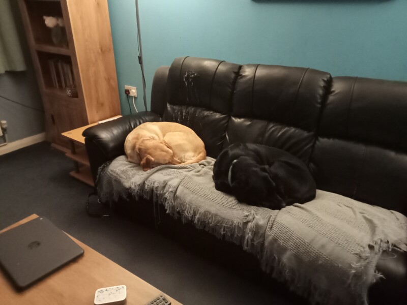 My dog is not allowed