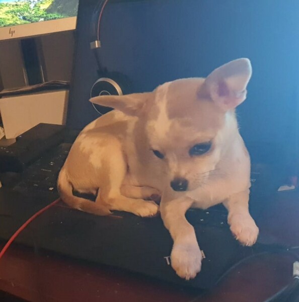 To think chihuahuas are the best dog?