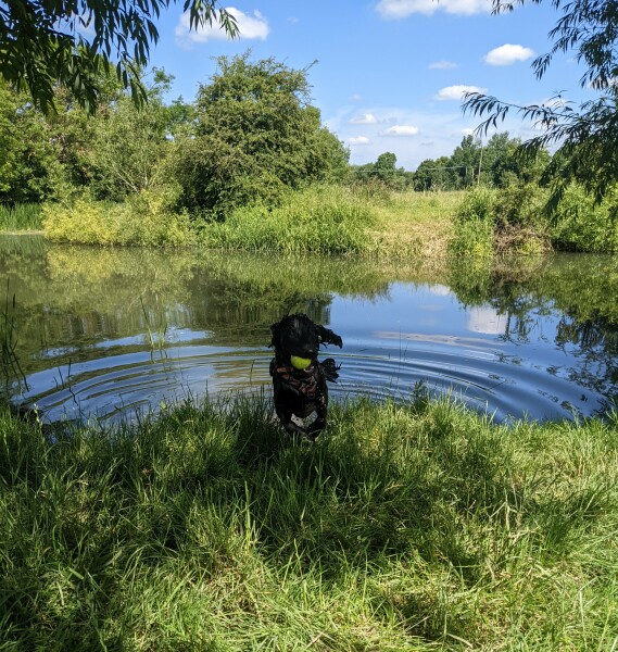 Puppy Survival Thread: muddy footprints into Spring 2022