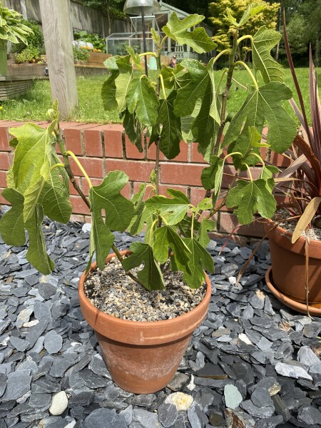 Is my fig tree okay? 