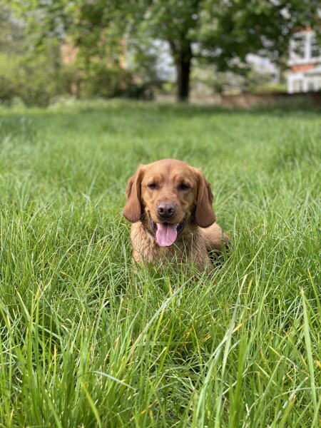 Recommend me medium size, active dog breeds to consider? 