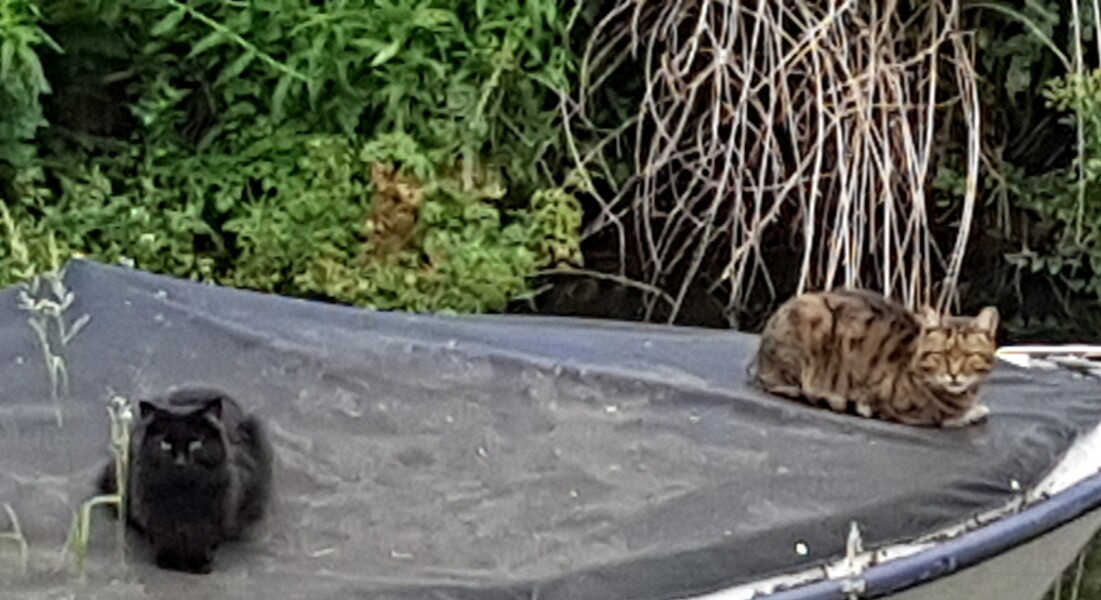 Thug cat part 4.  After all, it's not my Axminster.
