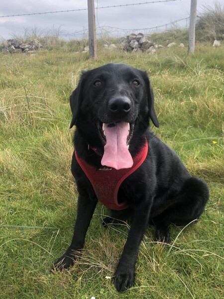 Recommend me medium size, active dog breeds to consider? 