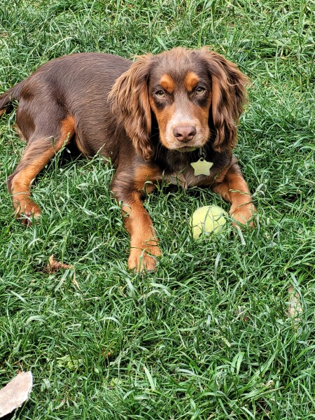 Should we get a dog?