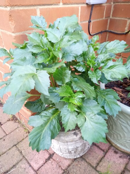 Who’s growing Dahlias this year