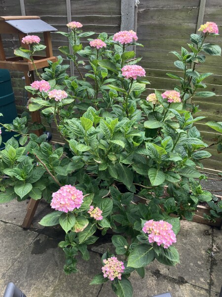 Hydrangea advice please