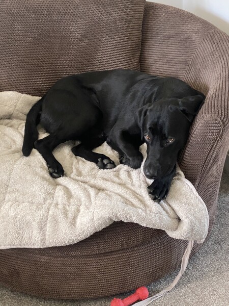 Can we share dog pictures?