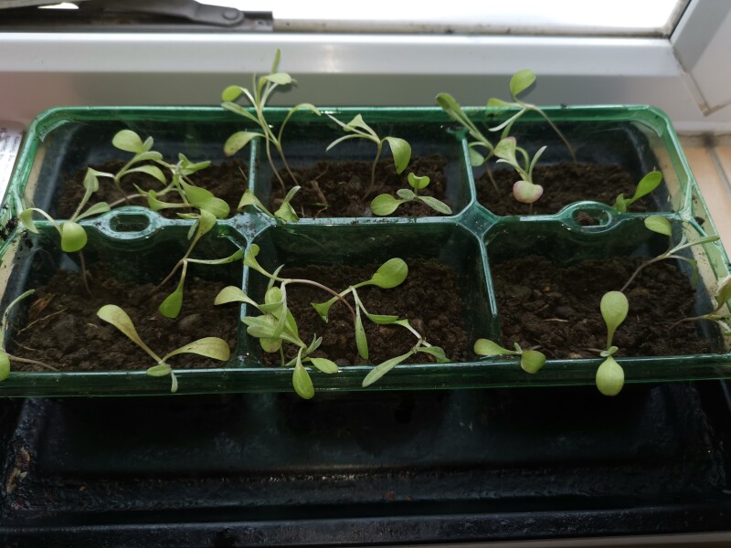 Is this watercress? 