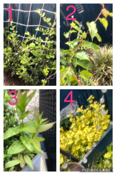 Plant ID please