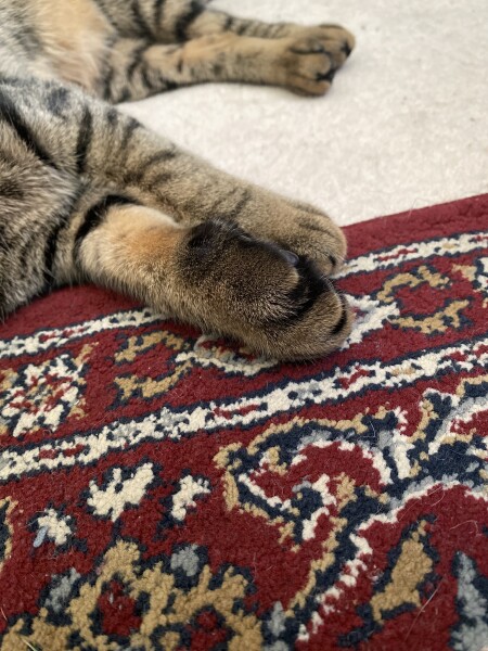 Cat with sore paw