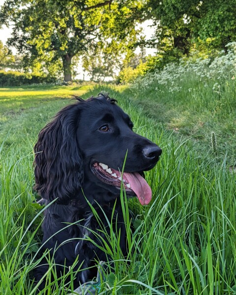 Can we share dog pictures?