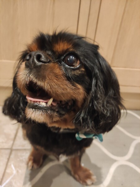 Lost our boy yesterday.