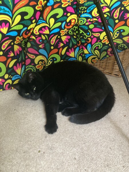 Current Year 11 - 2 more weeks of exams!!