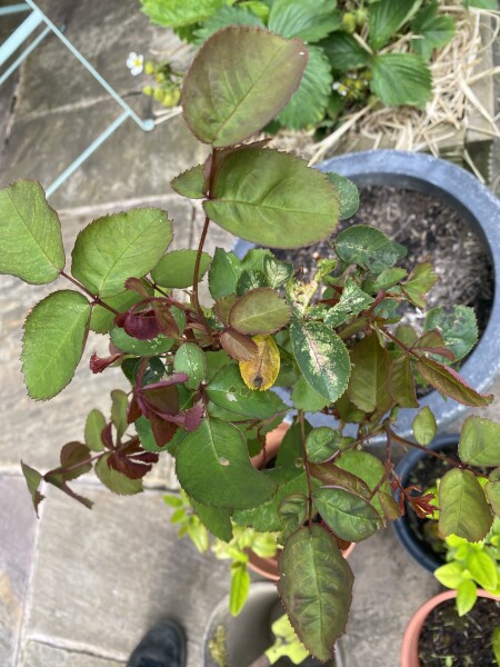 Potted rose not thriving 