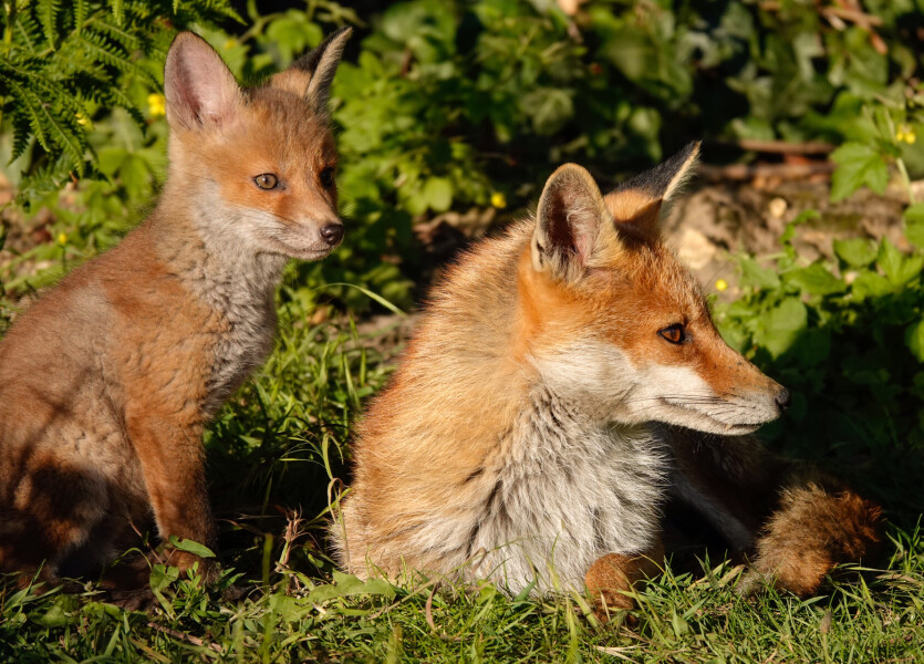 Foxes in neighbour's abandoned garden