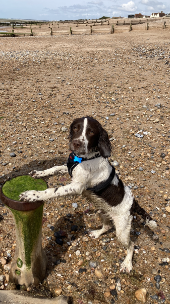 Recommend me medium size, active dog breeds to consider? 