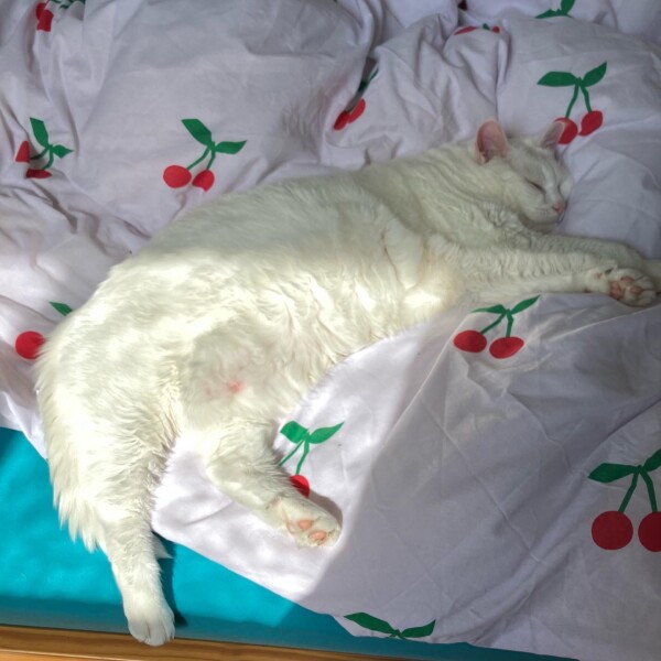 Where did you get your cat?