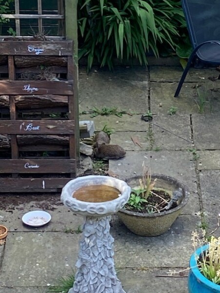 To ask you to please help hedgehogs and other wildlife prepare for winter