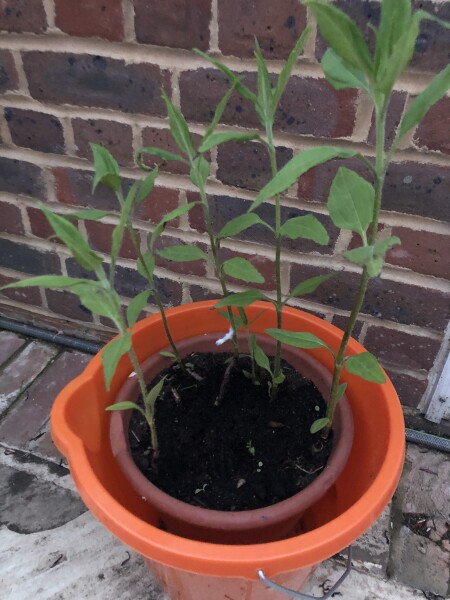 Growing jerusalem artichokes