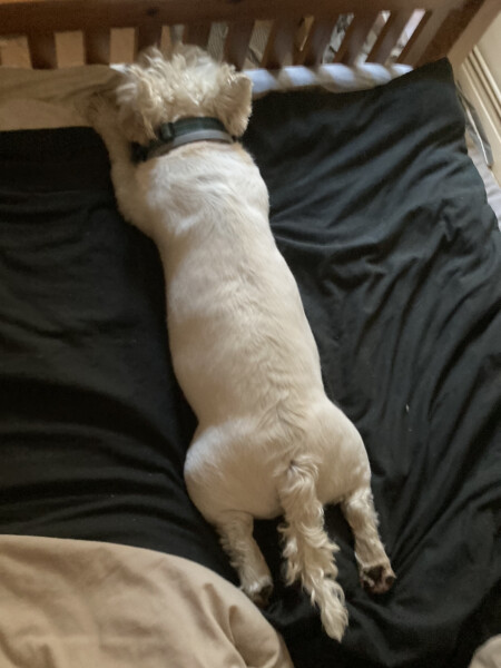 My dog is not allowed