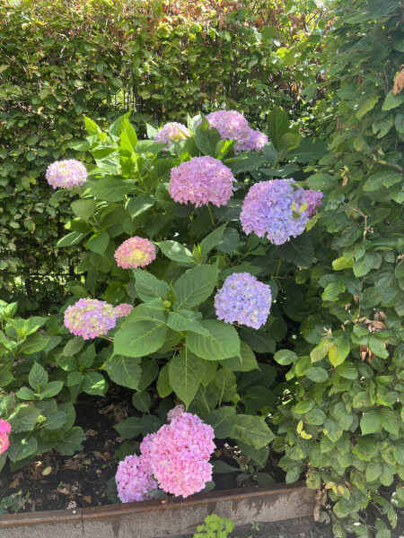 What has happened to this hydrangea?