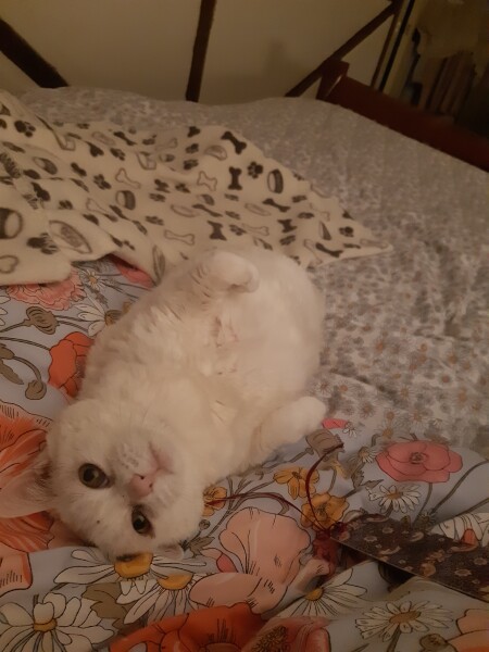 Tell me about your cats weird quirks *light hearted*