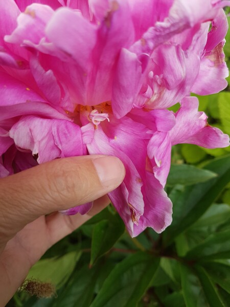 Peony flower has multiple 'centres' around the edge