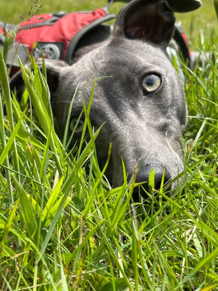 8 month old whippet making me depressed