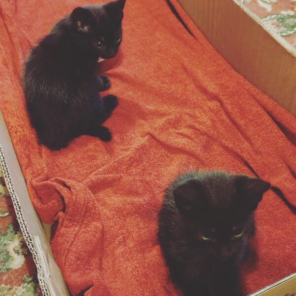 We've just picked up our new kittens!
