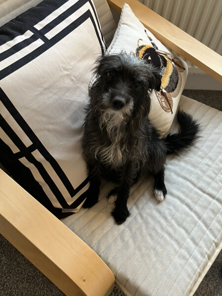 Can we share dog pictures?
