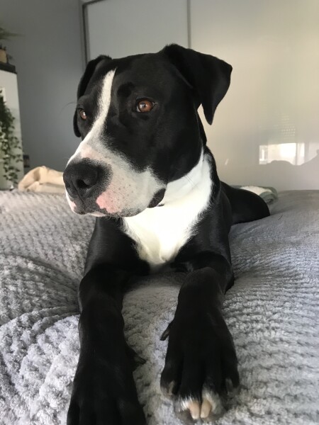 Can we share dog pictures?