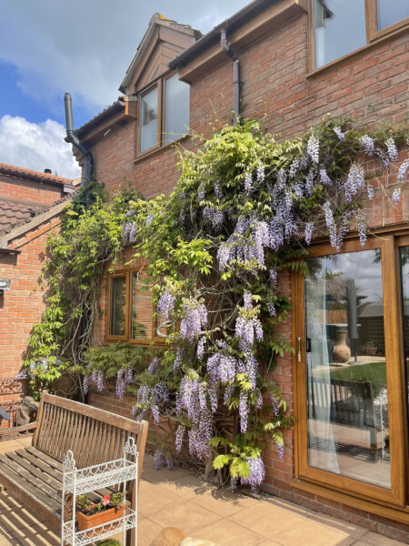 Any Wisteria experts out there?!