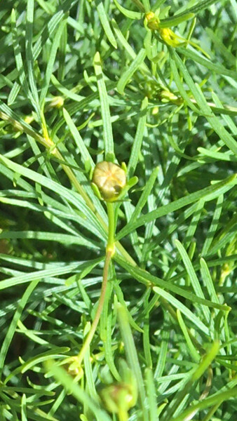 Plant ID - Is it horsetail?