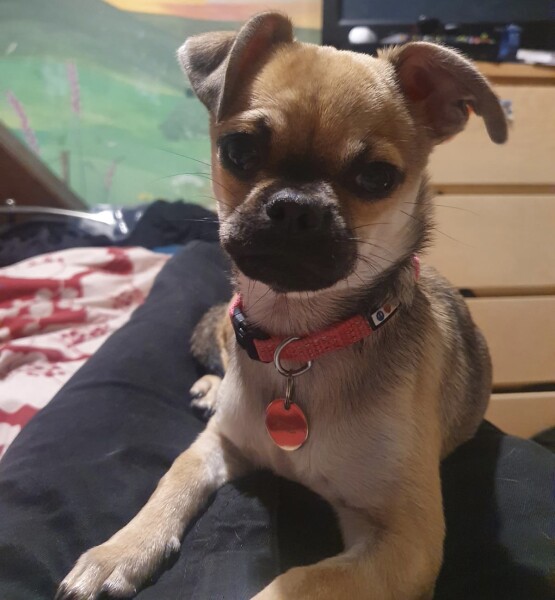 To think chihuahuas are the best dog?