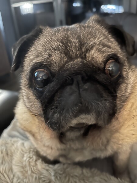 Can we share dog pictures?