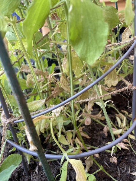 Sweet pea help. 