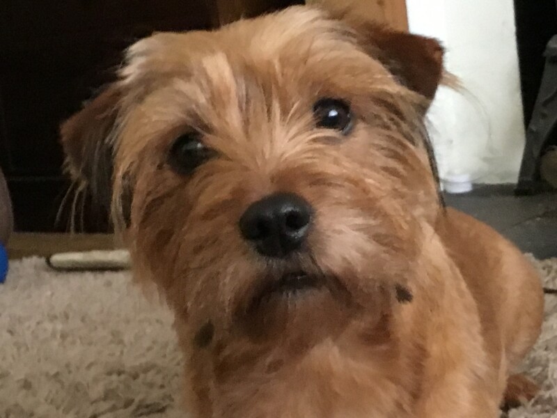 Can we share dog pictures?