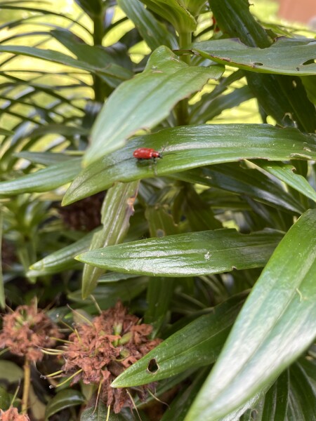 Red bugs on Lilly’s 