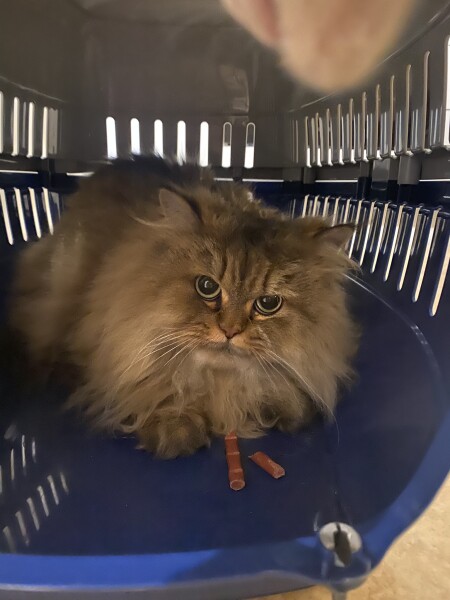 Getting a new rescue Persian with current rescue boy. 