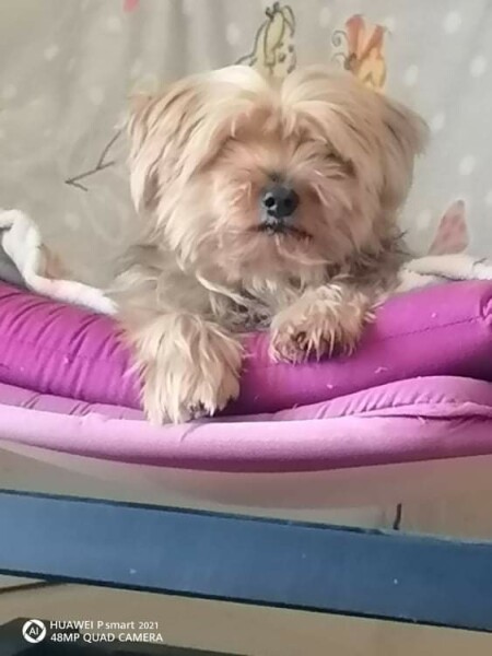 Can we share dog pictures?