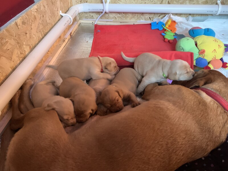 Tell me to stop looking at Labrador puppies